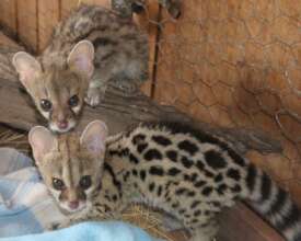Rescued genets