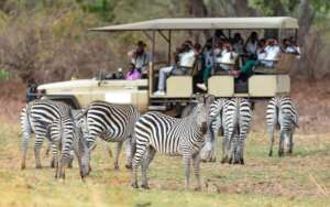 The marvels of the South Luangwa National Park
