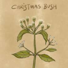 Medicinal Plant Illustration by Anusha Jiandani