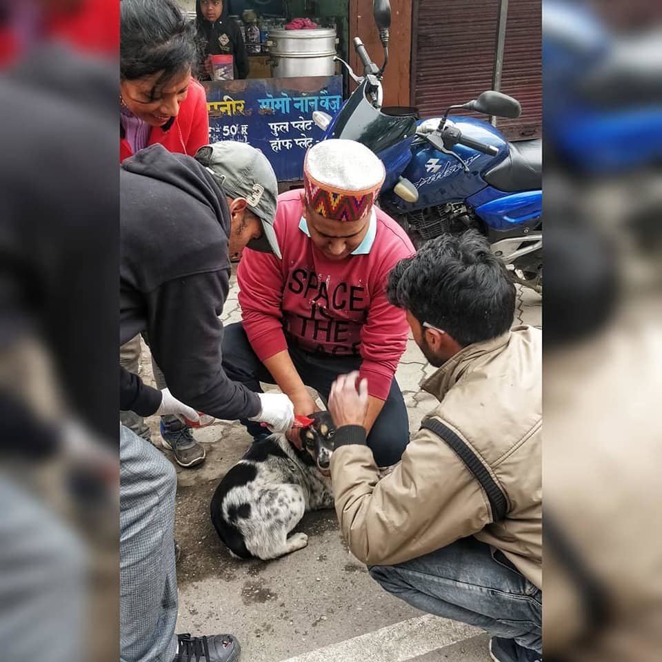 Vaccinate 2000 Street Dogs in India for Rabies