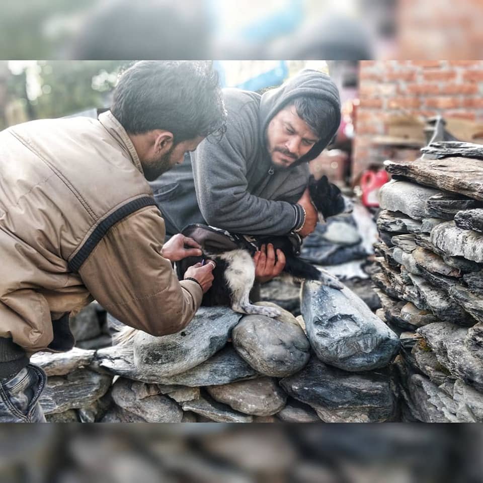 Vaccinate 2000 Street Dogs in India for Rabies