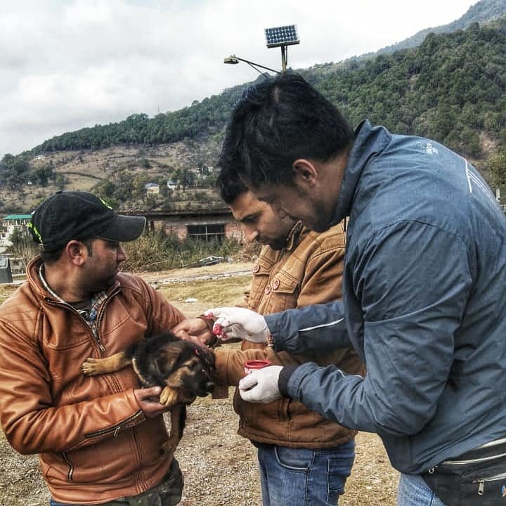 Vaccinate 2000 Street Dogs in India for Rabies