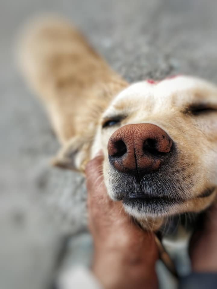 Vaccinate 2000 Street Dogs in India for Rabies