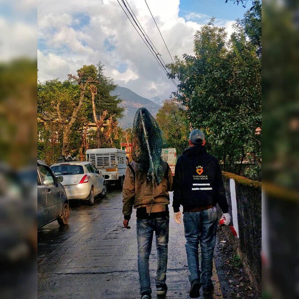 Vaccinate 2000 Street Dogs in India for Rabies