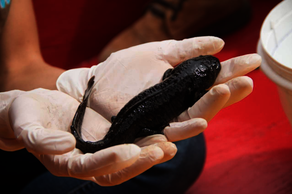 Create a refuge for the Axolotl in Xochimilco.