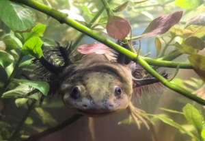 Mexican Axolotl (Ambystoma mexicanum)