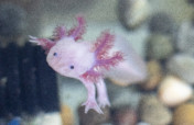Create a refuge for the Axolotl in Xochimilco.