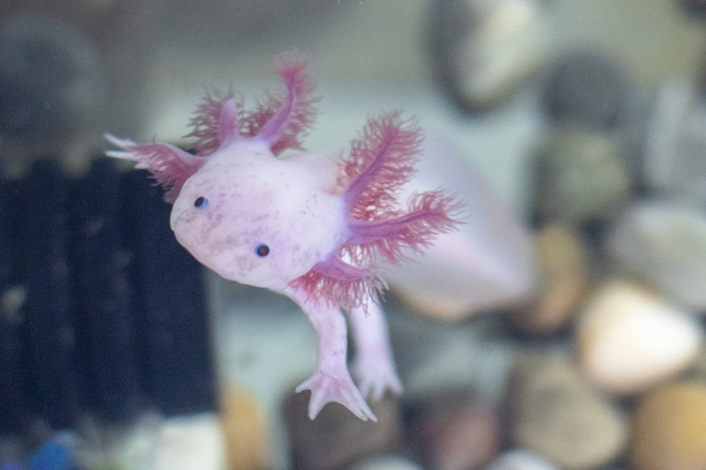 Create a refuge for the Axolotl in Xochimilco.