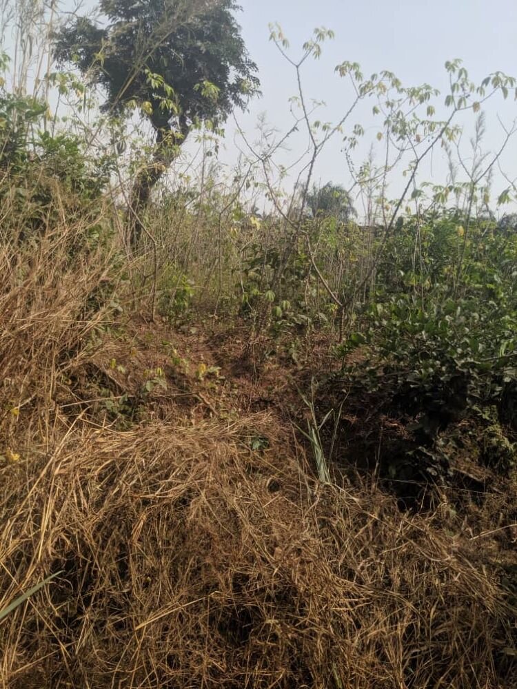 LMF Secured Land for Youth Farming 2022