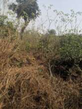 LMF Secured Land for Youth Farming 2022