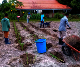 Residents plant lemongrass in newly created beds.