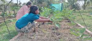 Residents are farming at Damnok Toek farm.