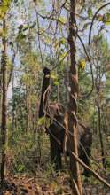 Doe enjoying vines