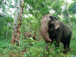 EVP Elephants - Ning Wan
