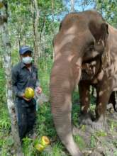 EVP elephants - elderly elephant gets extra food