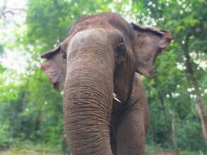 EVP elephants - Ruby looking cute