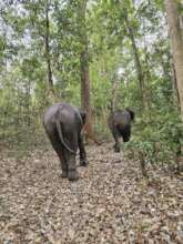 Eles walking