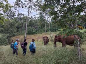 Ethical Elephant Observation