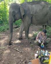 Vet Assistant, Chan, preparing Pearl's treatment