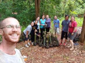 Planting bamboo