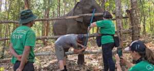 Elephant training and treatment