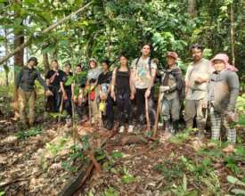 Planting endangered tree species