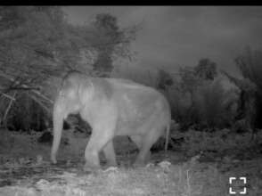 Wild elephant with injury - Photo WCS