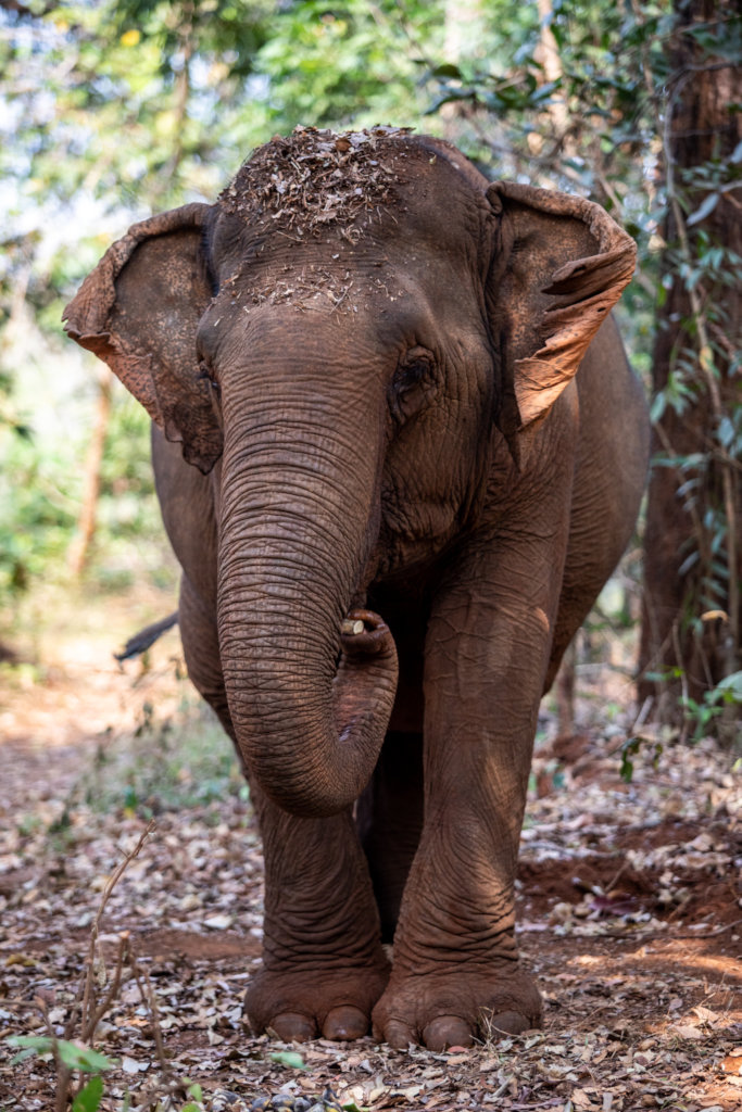 Caring for Cambodia's elephants during Covid