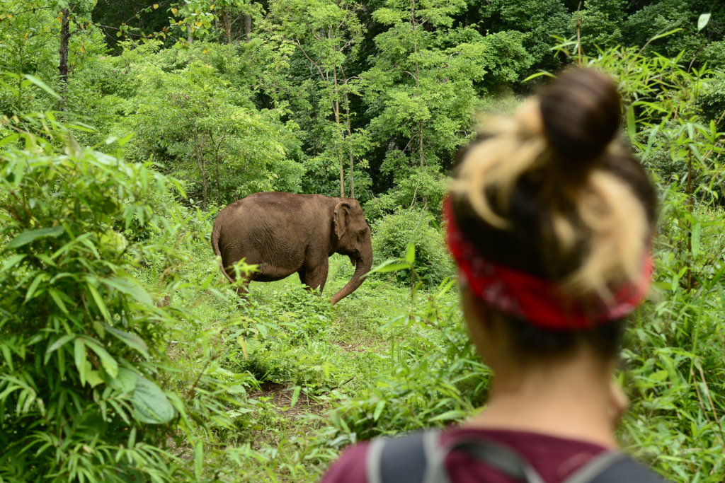 Caring for Cambodia's elephants during Covid