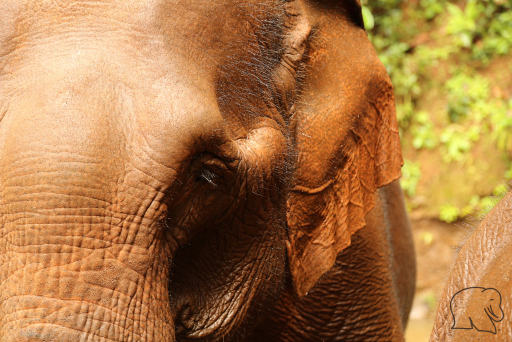 Elephant - close up