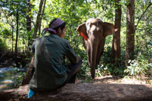 Elephant - Pearl with mahout Kyo watching over her