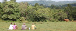 Ecotourism - visitors watching elephants