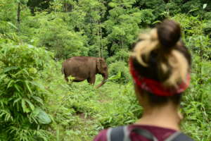 Ecotourism - visitors watching elephants