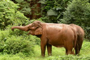 Elephant - Ning Wan