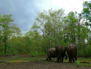 EVP elephants - Ele bums