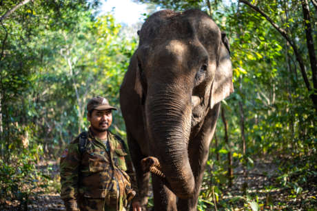 Caring for Cambodia's elephants during Covid