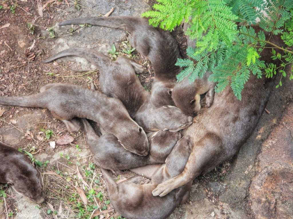 Combating otter trafficking in Vietnam