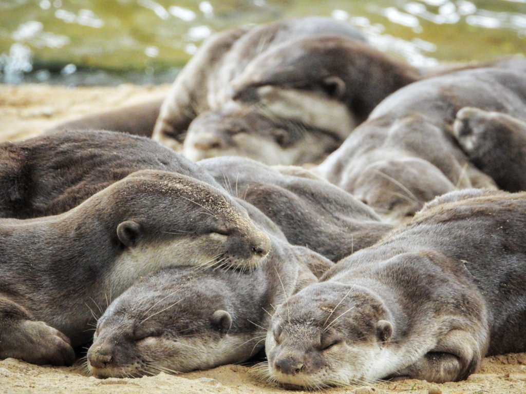 Combating otter trafficking in Vietnam