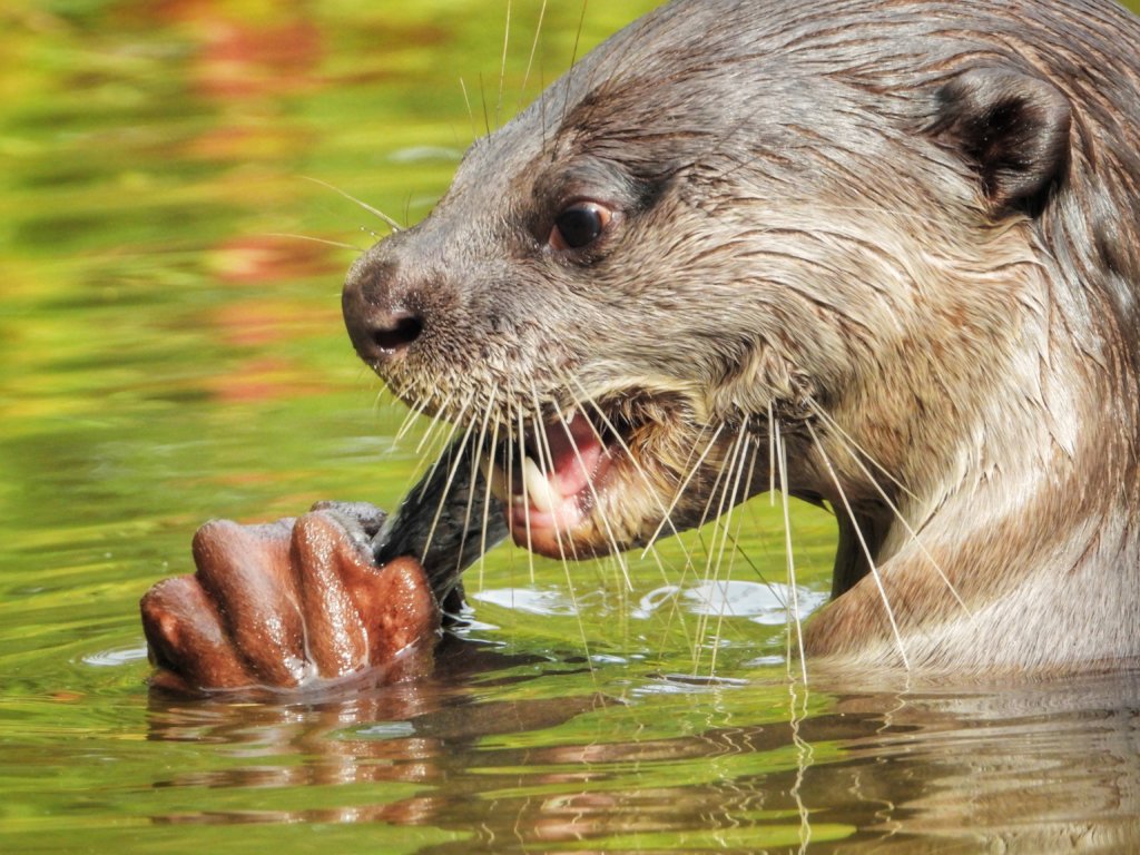 Combating otter trafficking in Vietnam