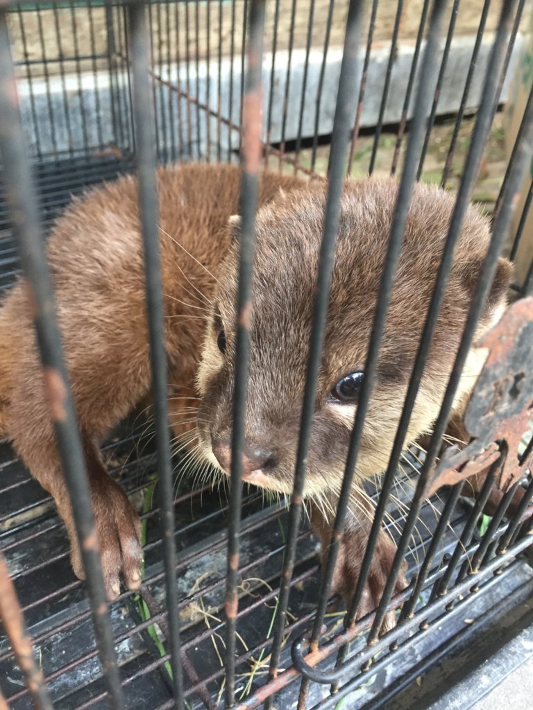 Combating otter trafficking in Vietnam