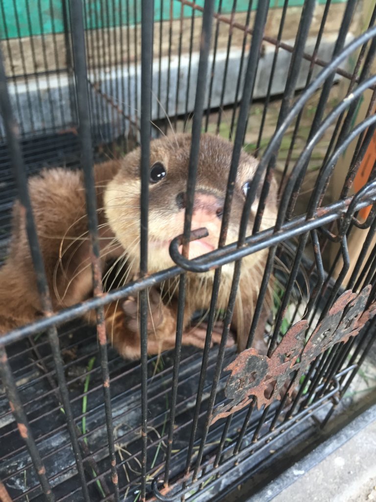 Combating otter trafficking in Vietnam