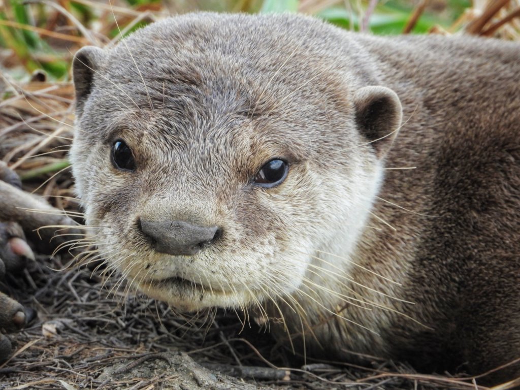 Combating otter trafficking in Vietnam