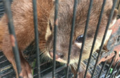 Combating otter trafficking in Vietnam