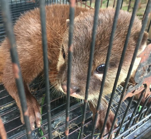 Combating otter trafficking in Vietnam