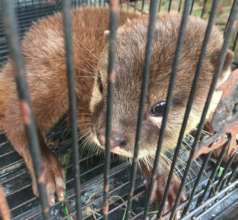 Combating otter trafficking in Vietnam