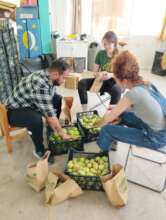 Fresh Fruit distribution