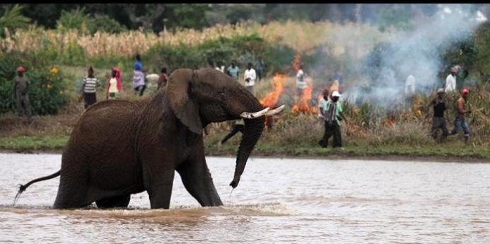 Elephants Lives Matter - Coexistence not conflict!