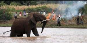 Elephants being harassed by villagers