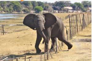 Elephants damaging fences