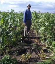 Farmer looking at damage done to crops by elephant